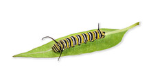 Monarch Butterfly Caterpillar Or Larva On A Milkweed Leaf Isolated On White Background