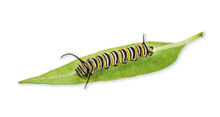 Monarch butterfly caterpillar or larva on a milkweed leaf isolated on white background