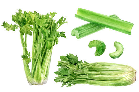 set bunches of frech celery with leaves, celery stalks and sticks watercolor illustration isolated o