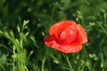 Wall Mural - Beautiful blooming poppy. Red flower on blurred background