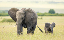 One Female Elephant With One Tusk And Her Baby Walking Through Tall Grass In Masai Mara Plains Kenya