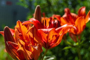 red daylily flower in the garden