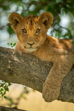 Close-up Of Lion Cub On Branch Relaxing