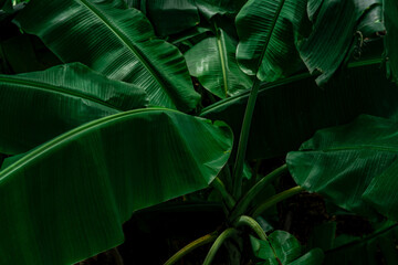 Wall Mural - banana green leaves on dark background. banana leaf in tropical garden. green leaves with beautiful 