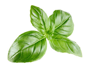 Basil leaf isolated on white background           