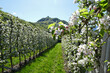 canvas print picture - Apfelplantage in Südtirol