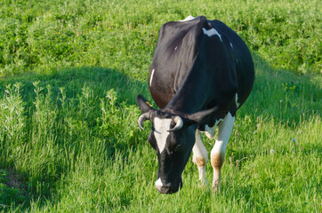 A cow chews grass on a green field. Farming, dairy production.