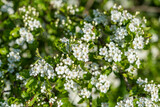 Fototapeta Pomosty - white flowers on a tree