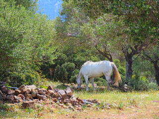 wild white horse