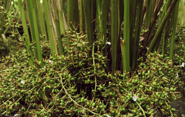 cardamom plant