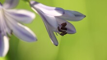 Soft Focus Of Pretty Purple White Funnel-shaped Lily Petals In Beautiful Sunlight, Close Up Pan Left