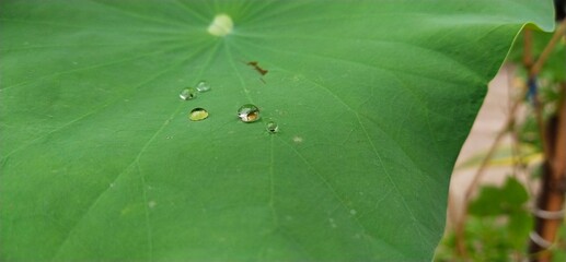 Wall Mural - rain drops on a leaf