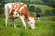 Troupeau de vaches laitières au champ.