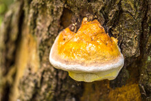 Polypores ( Ganoderma ) Growing On A Tree In Forest .  Parasites Living On Old Stumps And Tree Trunks.