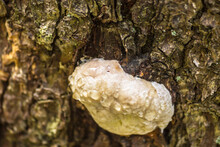 Small  Polypores ( Ganoderma ) Growing On A Tree In Forest  And Cry.  Parasites Living On Old Stumps And Tree Trunks.