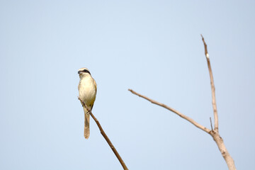 Wall Mural - bird on a branch