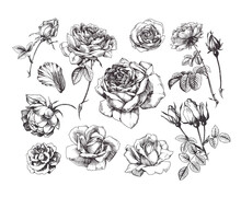 Hand Drawn Rose Illustrations, Vintage Style, Isolated On White Background