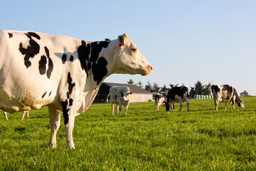 Wall Mural - Vache laitière noir et blanche dans les champs en campagne française.