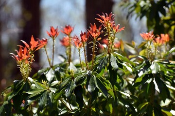 Wall Mural - orange  pieris leaves in the garden