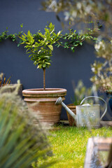 Wall Mural - Petit jardin charmant avec pots et arrosoir le matin.