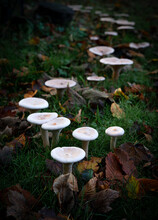 Group Of Toadstools On The Forrest Floor - Non Edible