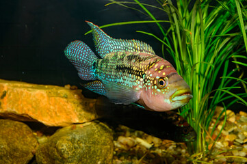 Wall Mural - The Jack Dempsey (Rocio octofasciata) is a species of cichlid that is widely distributed across North and Central America (from Mexico south to Honduras)