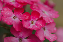 Many Small Pink Verbena Flowers Covered With Raindrops Close Up