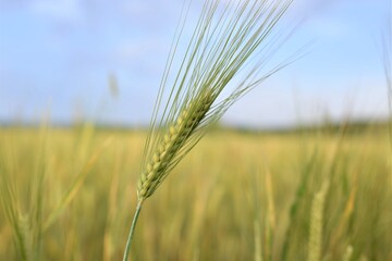 wheat field in the summer