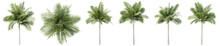Set Or Collection Of Green Palm Trees Isolated On White Background. Concept Or Conceptual 3d Illustration For Nature, Ecology And Conservation, Strength And Endurance, Force And Life
