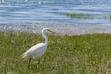 Great Egret In Grass Near Ocean