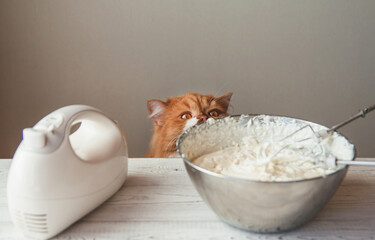 A hungry ginger cat peeks into a bowl of cream for a cake. Whipped cream. Beating cream with a mixer.