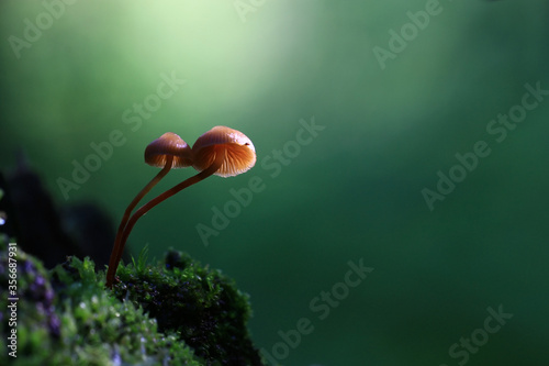 mushrooms forest nature season close