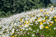 Dichtes Wildblumenfeld Mit Margariten Im Unteralptal Bei Andermatt Im Frühling