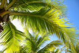 Fototapeta Na sufit - Large green branches on coconut trees against the sky