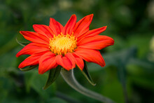 Red Flower With Yellow Centre