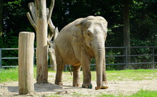 Elephant In Zoo      