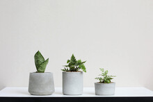 Small Cute Plants In Grey Cement Pot On White Desk And White Wall