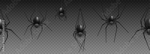 Fotomural Collection of Spider, cobweb, isolated on black, transparent background