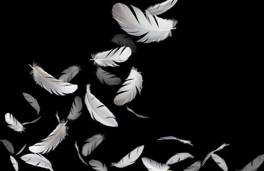 Group of a white bird feathers floating in the dark  feather abstract background.