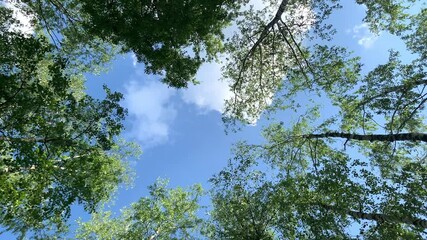 Wall Mural - Crowns of deciduous forest trees with bright afternoon sun and rays. looking up to the trees. Spinning and torsion top view of scenic trees. 