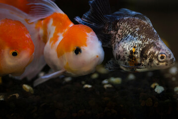 Wall Mural - Ryukin and oranda goldfish with dark background