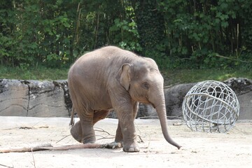 Young Asian Elephant - Germany