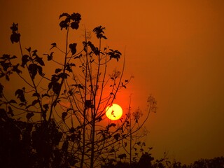 Stunning full sunset framed by tree silhouettes