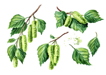 young branch of birch with buds and leaves set. hand drawn watercolor illustration isolated on white