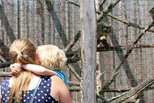 A Mom Holding Her Blond Haired Son In Her Arms, While They Are Enjoying Some Mother-and-son Quality Time. They Are Watching A Tufted Capuchin Monkey (Sapajus Apella) In A Cage In A Zoo Together.