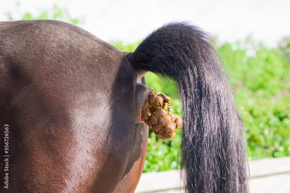 A young strong horse stands in the Park and defecates profusely with large  poop. Horse poop pollutes the Park area. Animal defecation close-up. Stock  Photo | Adobe Stock