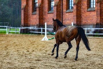 Beautiful sport brown horse running in the paddock