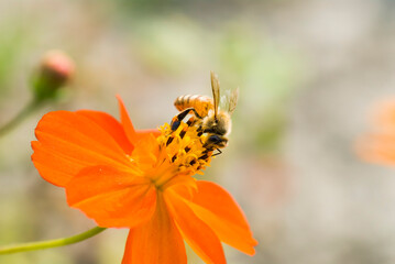  Close-up cosmos flowers with the bee on nature, outdoor garden