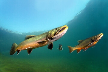 Big Brook trout (Salvelinus fontinalis) swimming in nice river. Beautiful Brook charr close up photo. Underwater photography in wild nature. Mountain creek habitat.