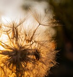Fototapeta Dmuchawce - seeds on a dandelion flower close-up in the rays of the setting sun